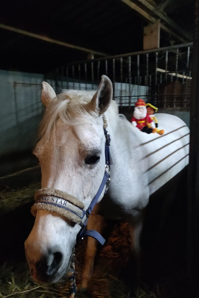 activiteit-2020-sinterklaasles-CT-02_Ponyclub-Meppel activiteit-2020-sinterklaasles-CT-02_Ponyclub-Meppel